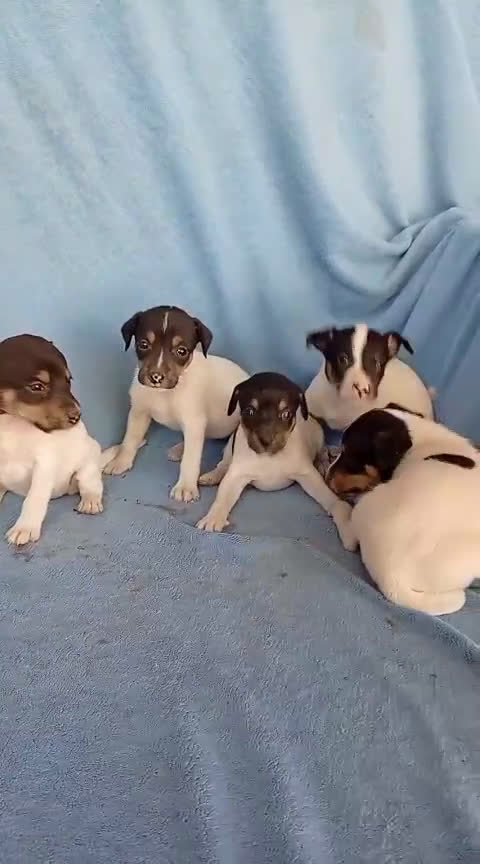 Ratonero Bodeguero Andaluz perros en venta: Bodeguero andaluz  - Video 1