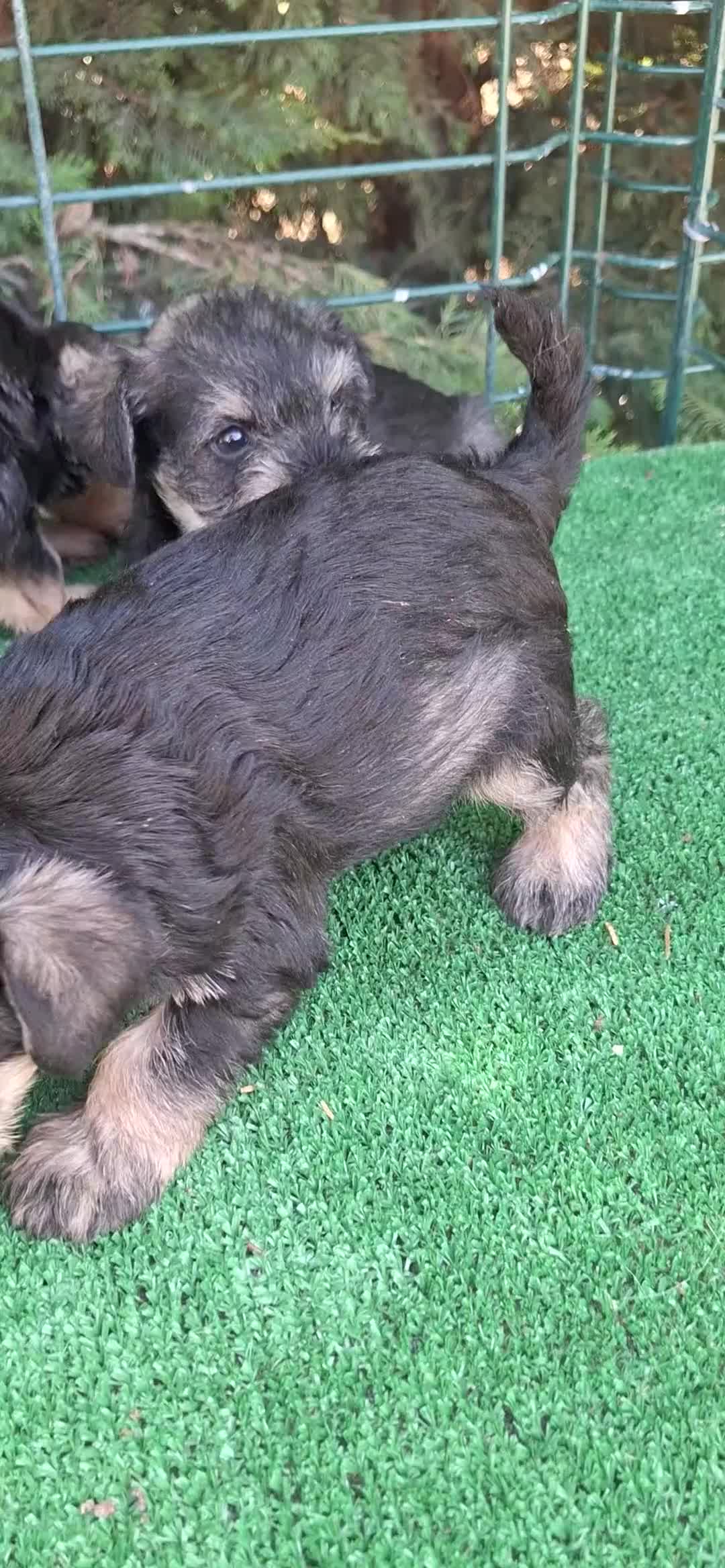 Schnauzer Miniatura perros en venta: Schnauzer miniatura  - Video 1