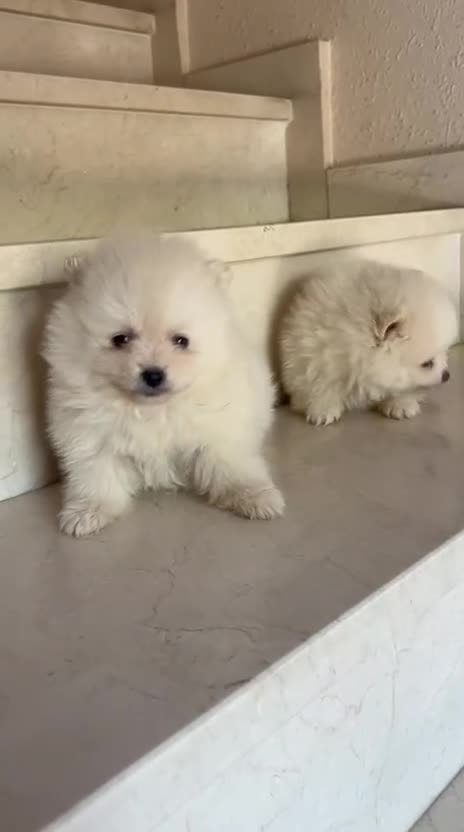 Pomerania perros en venta: Lulú de pomerania toys - Video 2