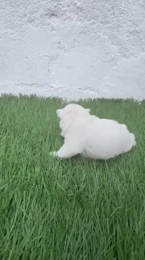 West Highland White Terrier perros en venta: West Highland White Terrier en Madrid - Video 1
