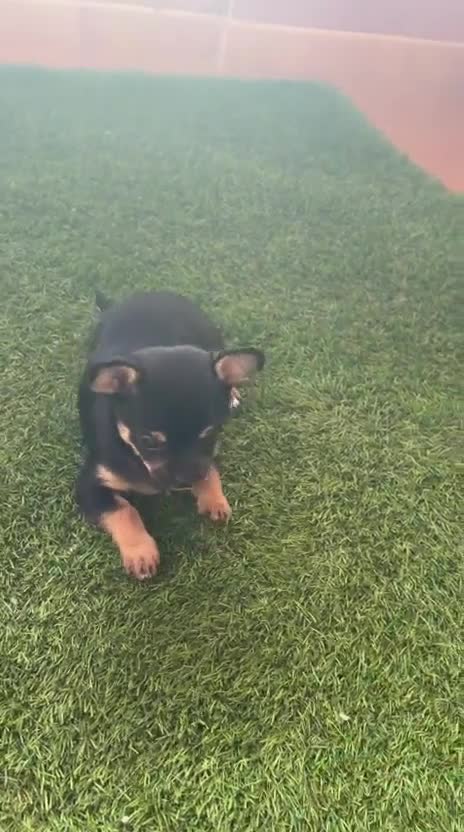 Chihuahua perros en venta: Cachorrito de chihuahua precio real - Video 1