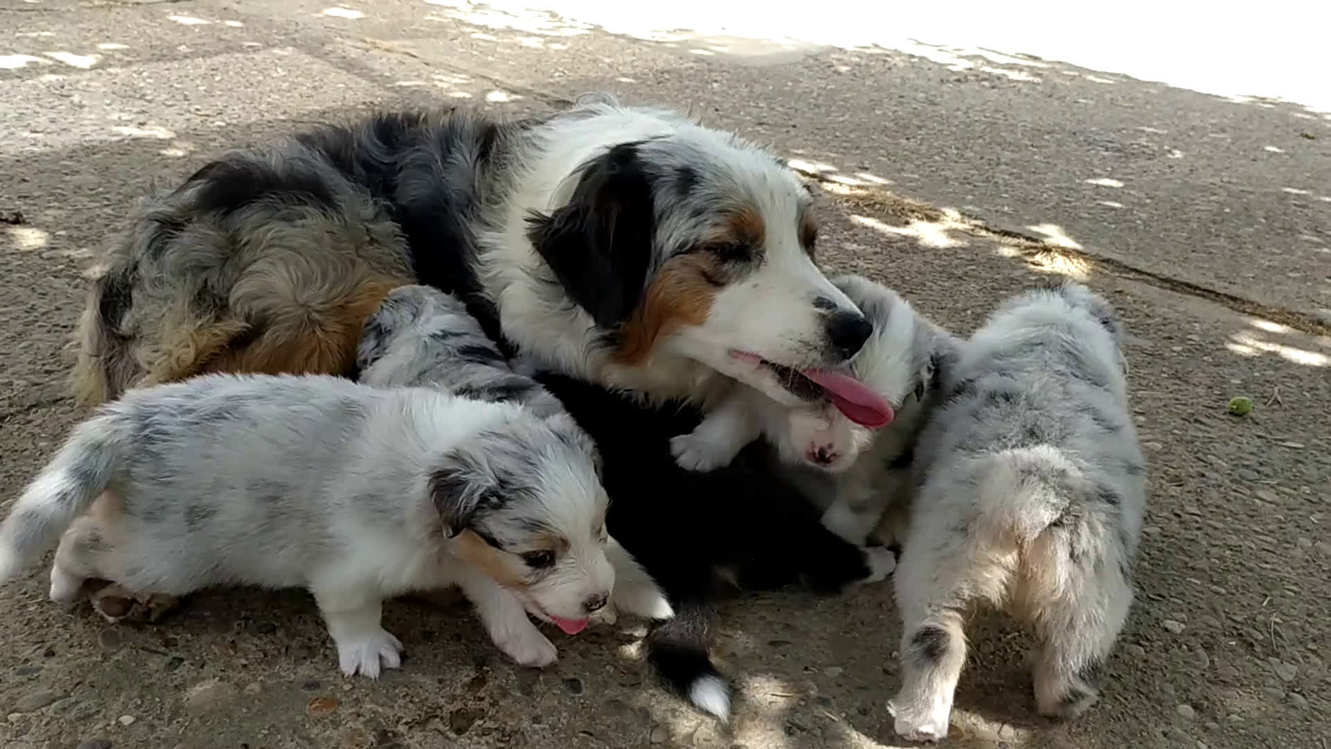 Pastor Australiano perros en venta: Camada de Pastor Australiano  - Video 1