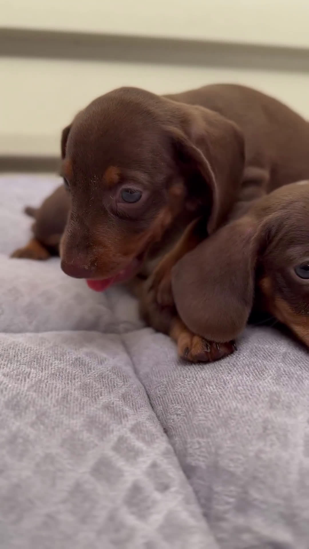 Teckel Miniatura perros en venta: 🐕✨ Encanto teckel chocolate y arlequín - Video 1