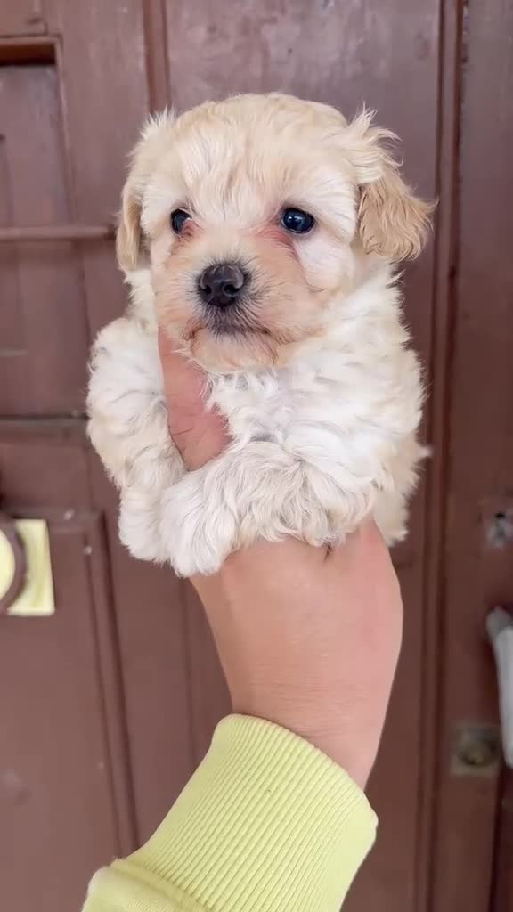 Maltipoo perros en venta: Maltipoo hembra y macho  - Video 1