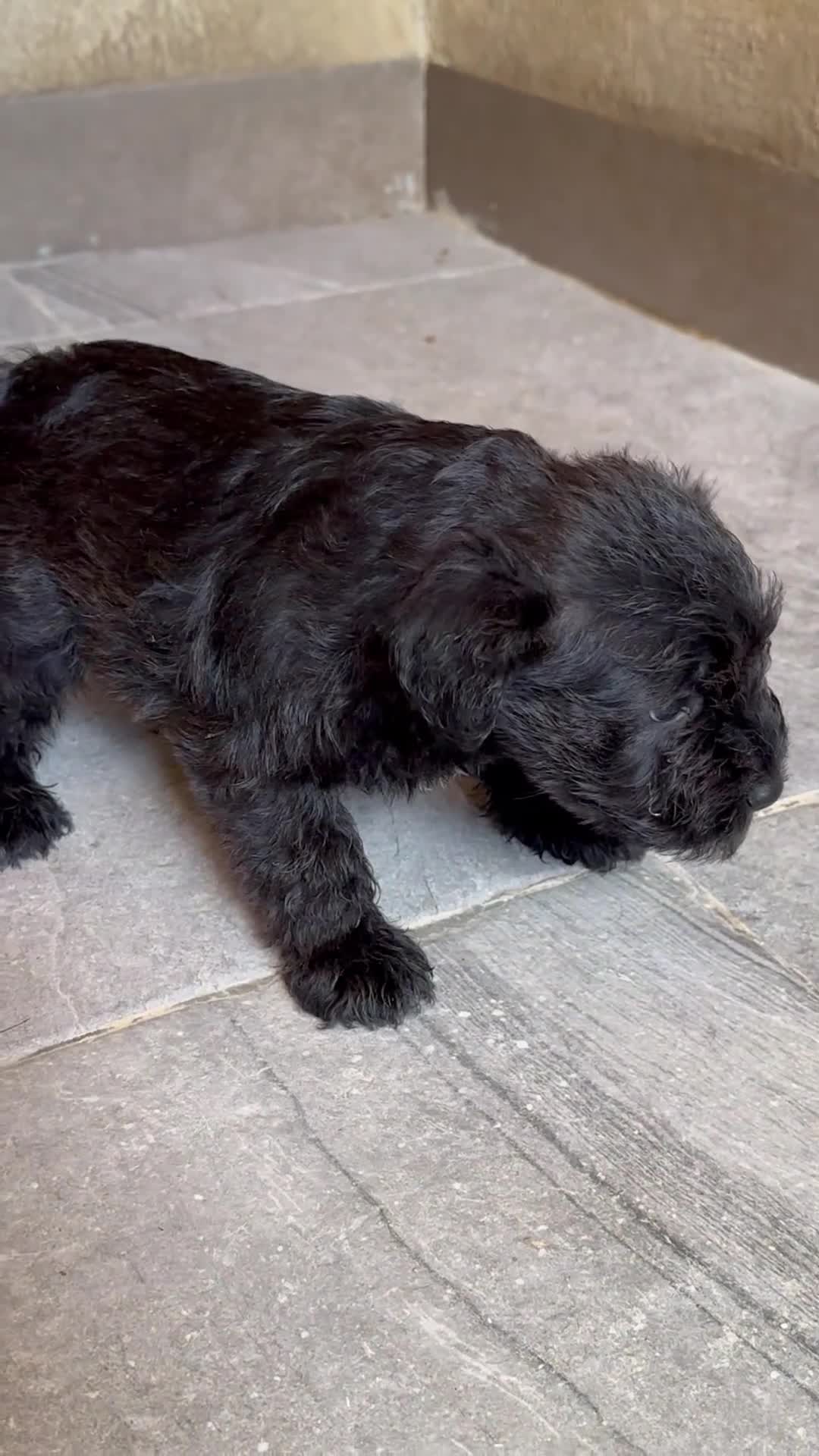 Schnauzer Miniatura perros en venta: Schnauzer Camada Especial  - Video 1