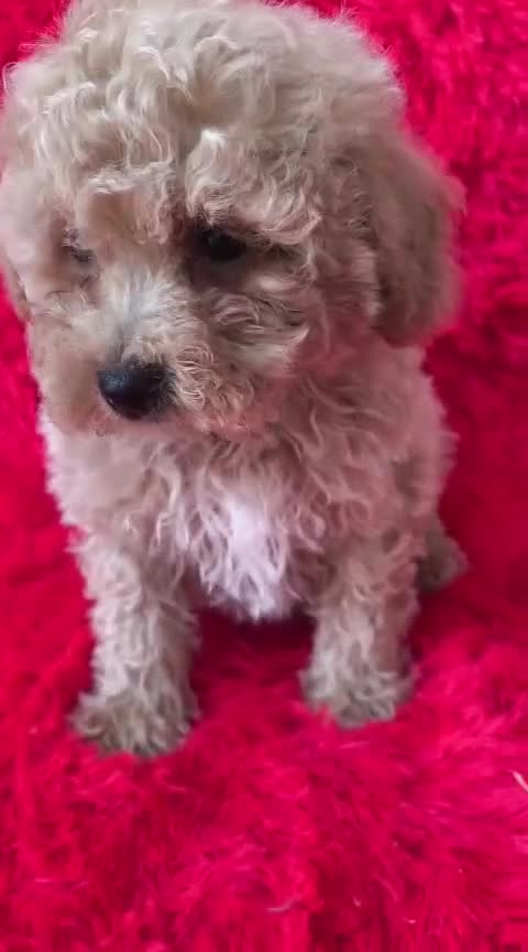 Maltipoo perros en venta: Hembra de maltipoo  - Video 1