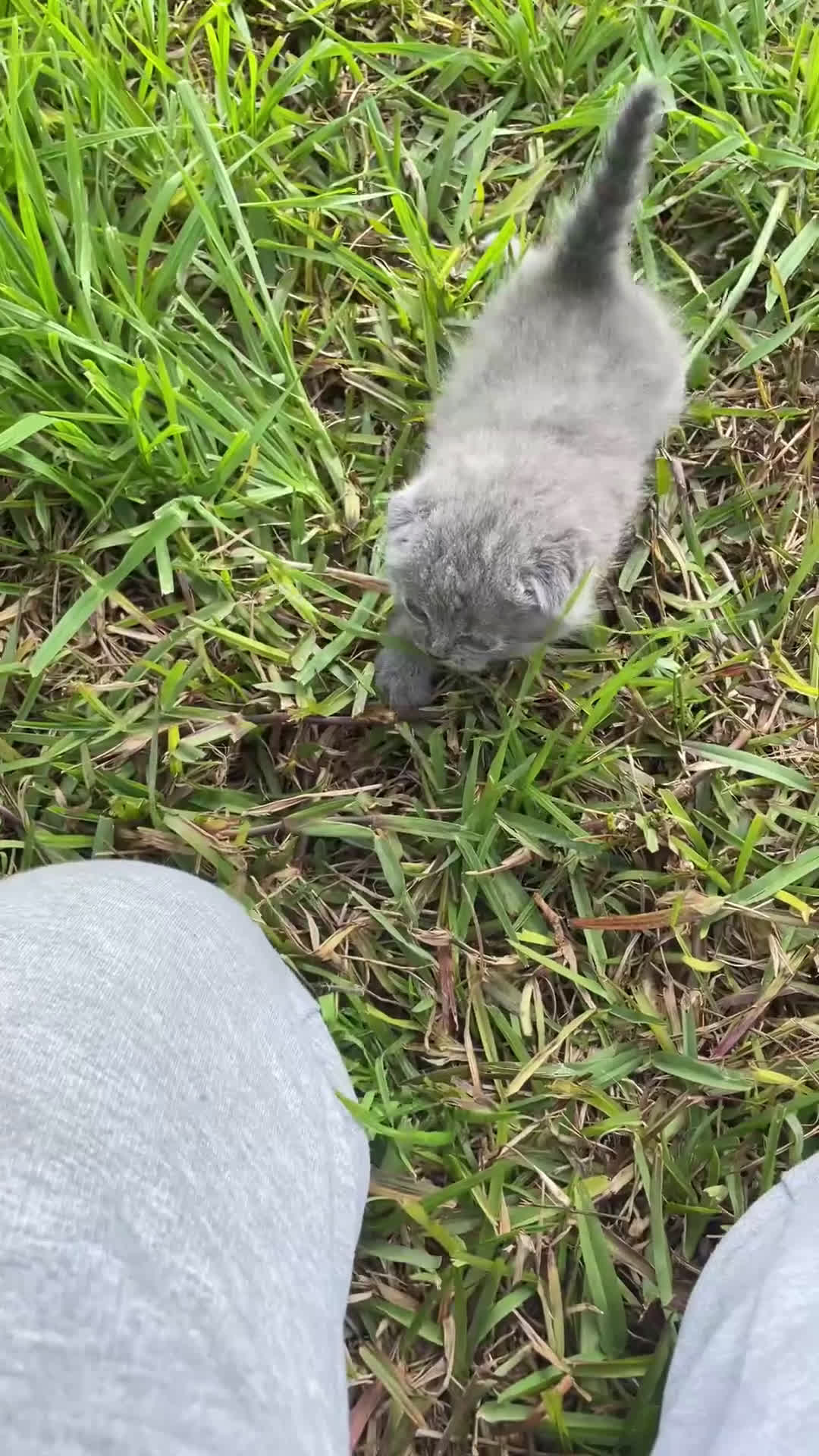 Scottish Fold gatos en venta: Scottish fold - Video 1
