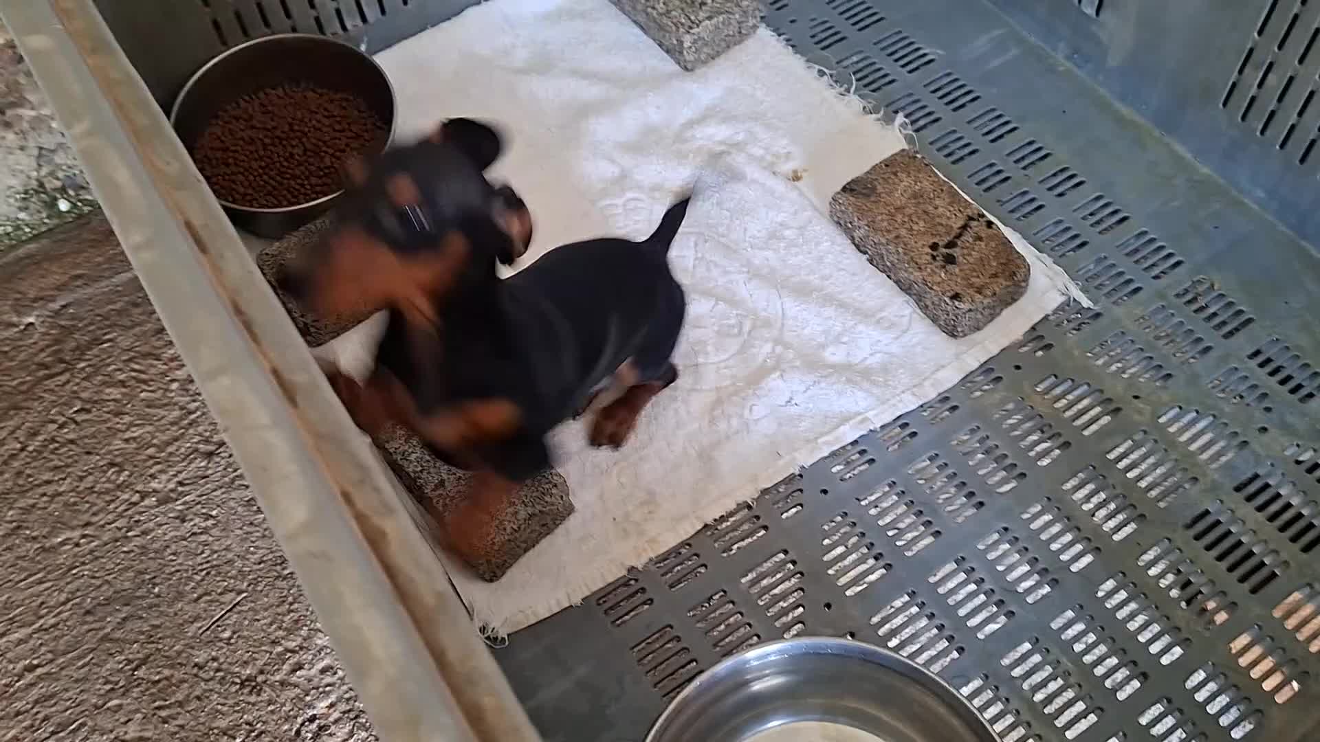Teckel Miniatura perros en venta: Teckel macho - Video 1