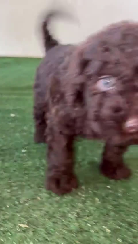 Perro de Agua Español perros en venta: Perro de agua español - Video 1