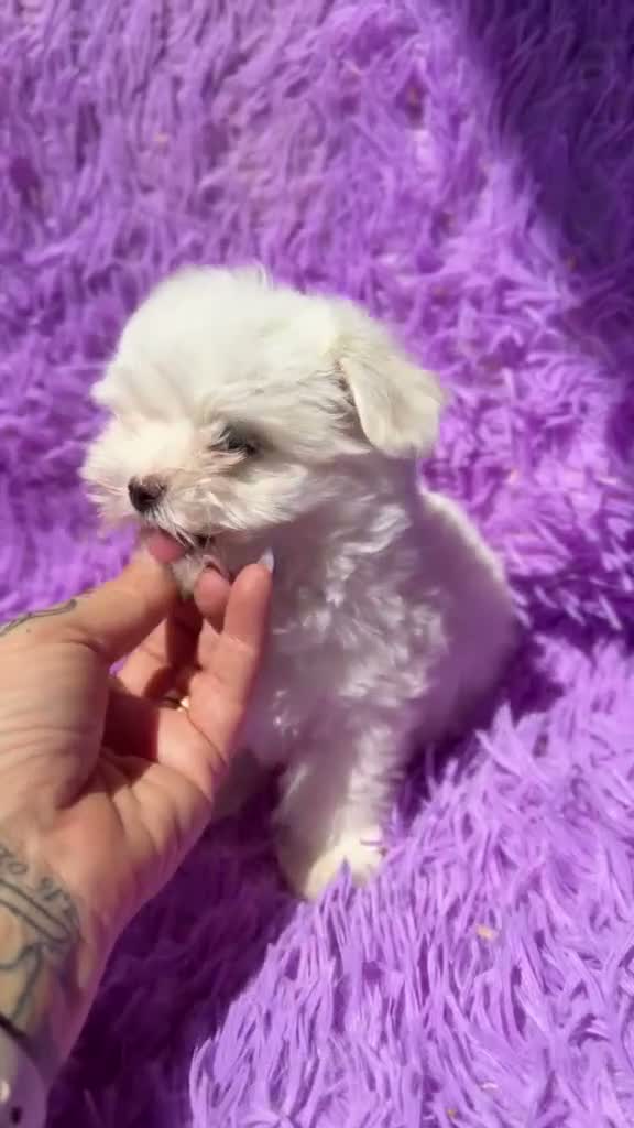 Bichón Maltés perros en venta: BICHÓN MALTES MINI TOY COREANO - Video 2