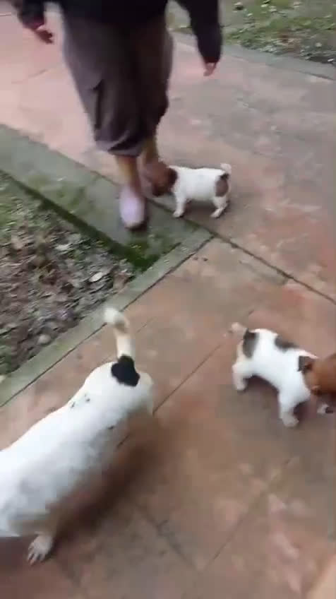 Jack Russell Terrier perros en venta: Jack Russell Terrier  - Video 1