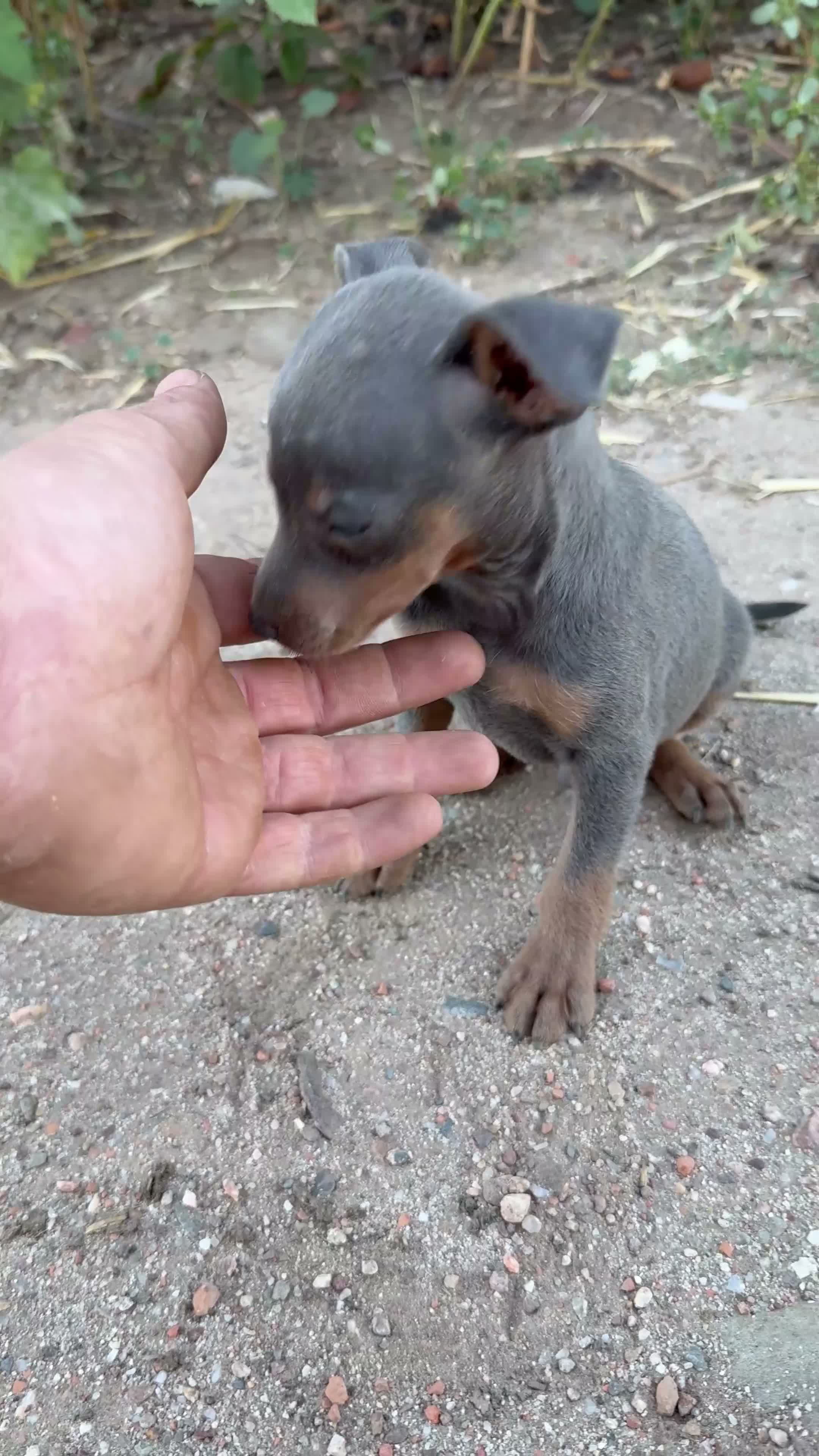 Pinscher Miniatura perros en venta: Minipincher - Video 1