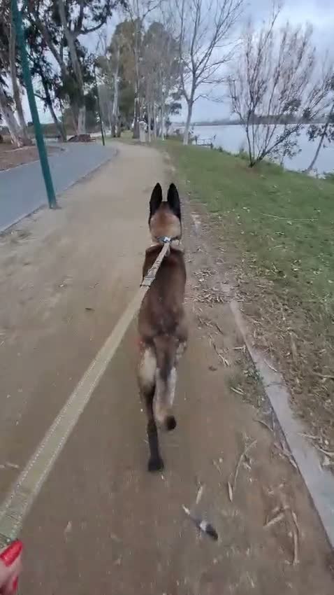 Pastor Belga Malinois perros en venta: Pastor Belga Malinois 🐾🐕❤️ - Video 2
