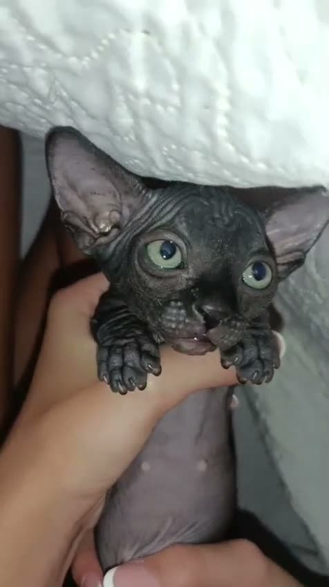 Sphynx gatos en venta: Precioso Machito  - Video 1