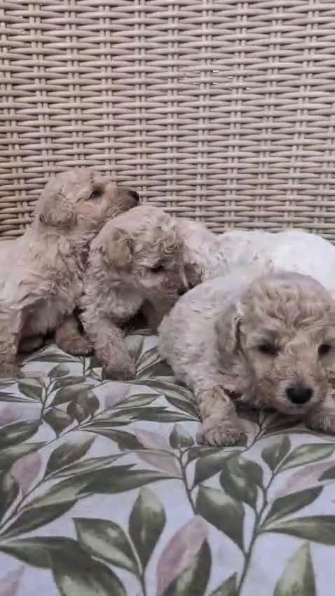 Caniche Enano perros en venta: Caniches enanos - Video 1