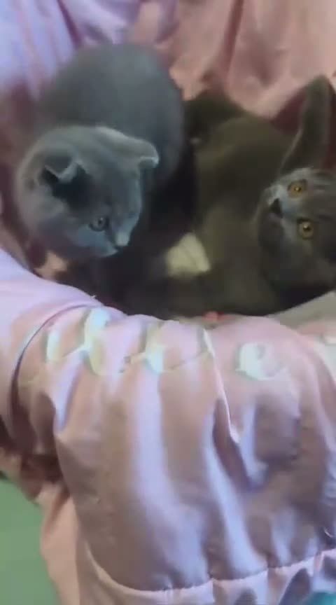 Scottish Fold gatos en venta: Scottish fold blue en Valencia - Video 1