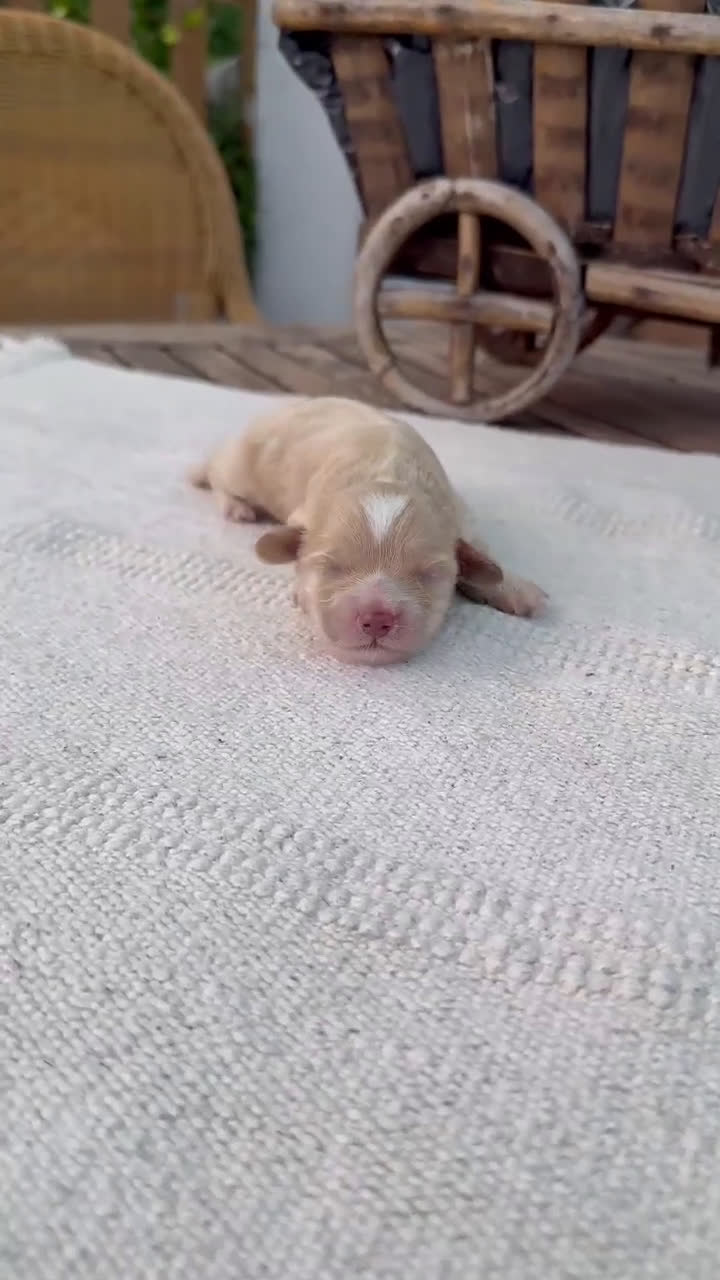 Maltipoo perros en venta: Maltipoo Apricot rojos y cremas Toy disponibles  - Video 2