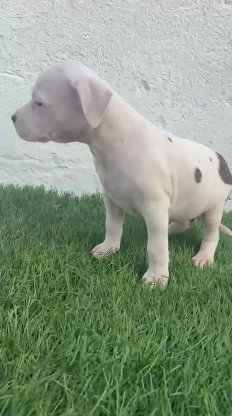 American Staffordshire-Terrier perros en venta: American Stanffordshire terrier - Video 1