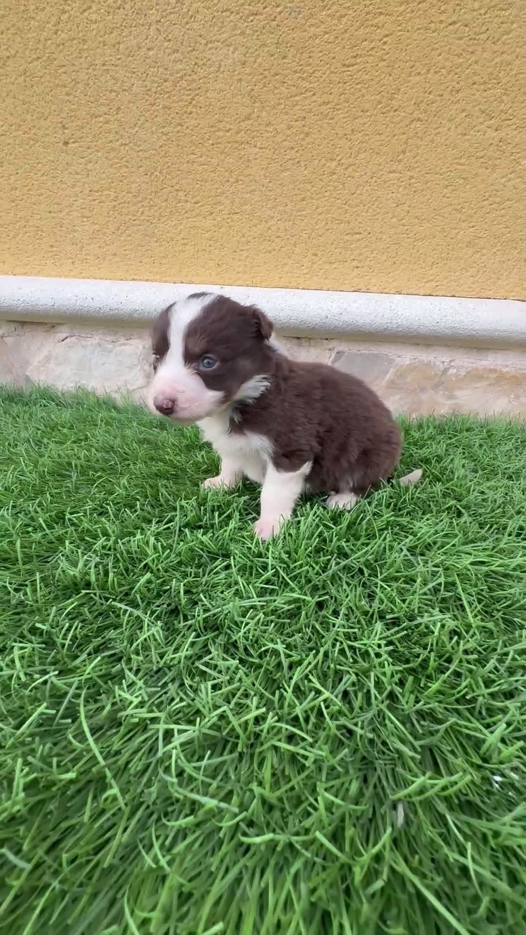 Border Collie perros en venta: Border Collie hembra chocolate  - Video 1