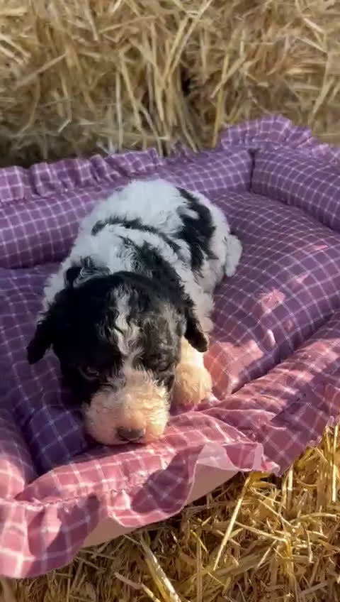 Perro de Agua Español perros en venta: Perro de aguas español - Video 4