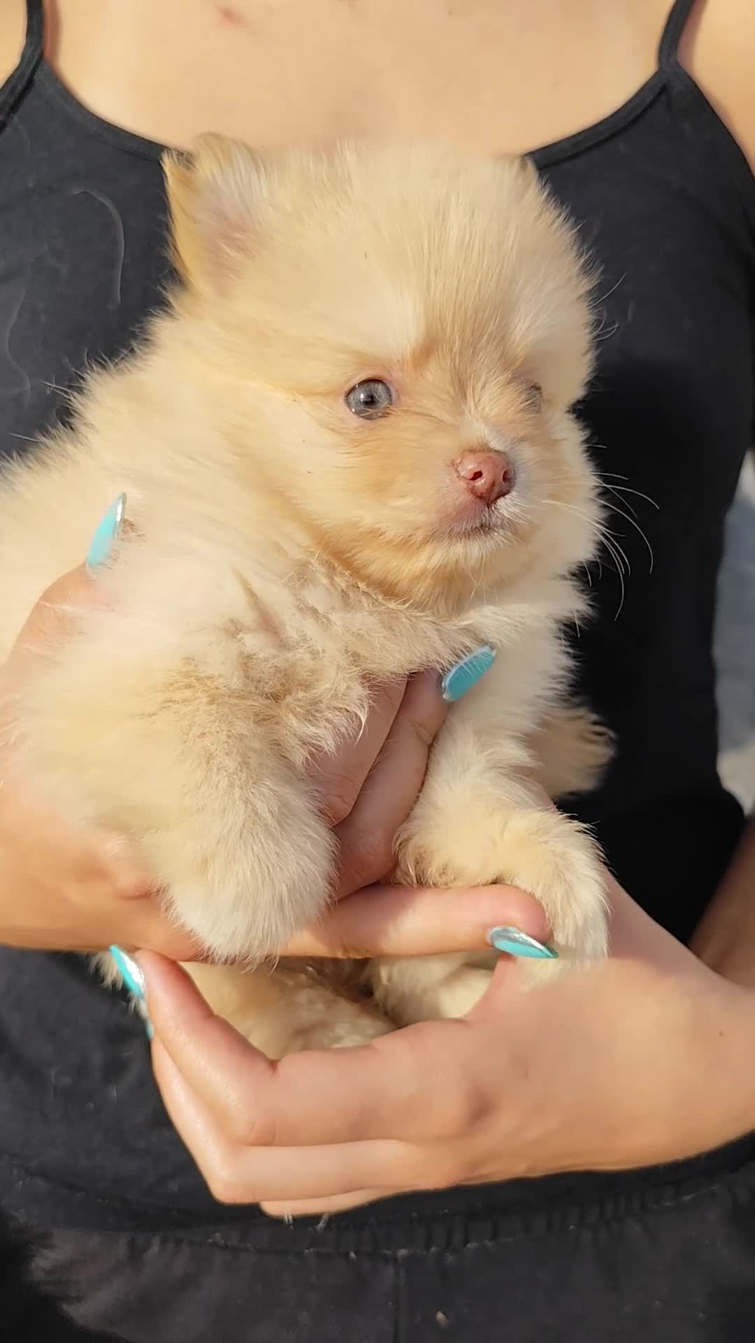Spitz pequeño - Kleinspitz perros en venta: Spitz alemán  - Video 1