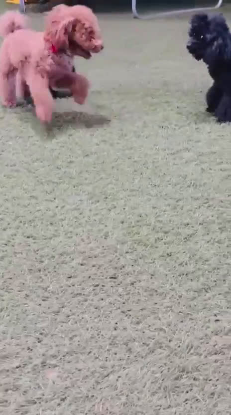 Caniche Toy perros en venta: Preciosa cachorra caniche toy negra  - Video 3