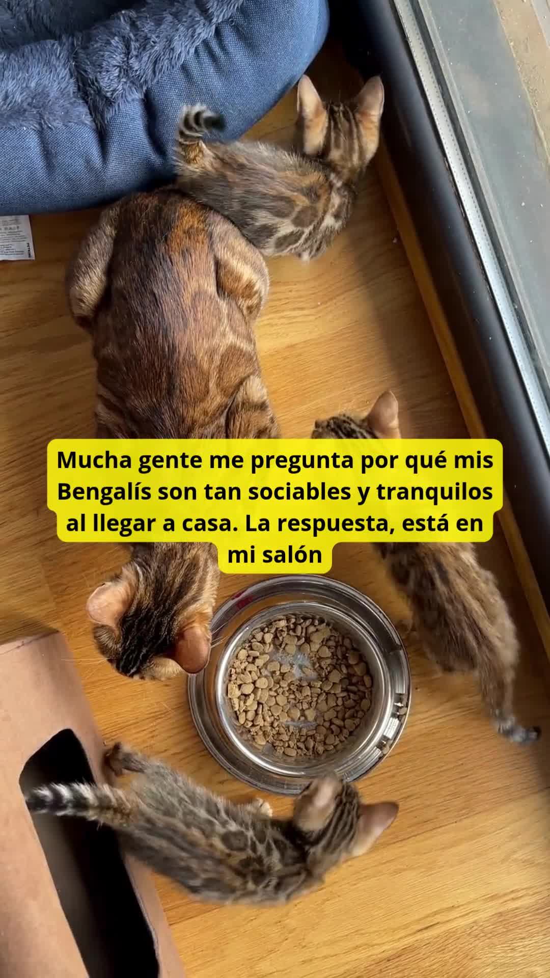 Bengalí gatos en venta: Hembra Gata Bengalí - Video 1