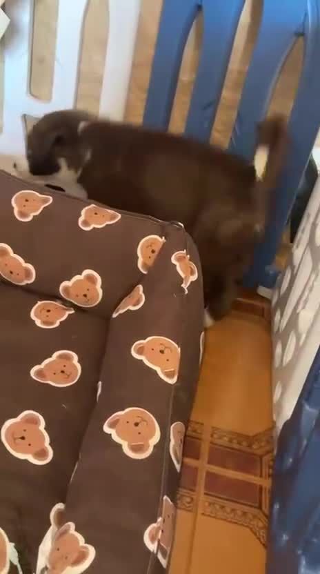 Border Collie perros en venta: Bordér collie  - Video 1