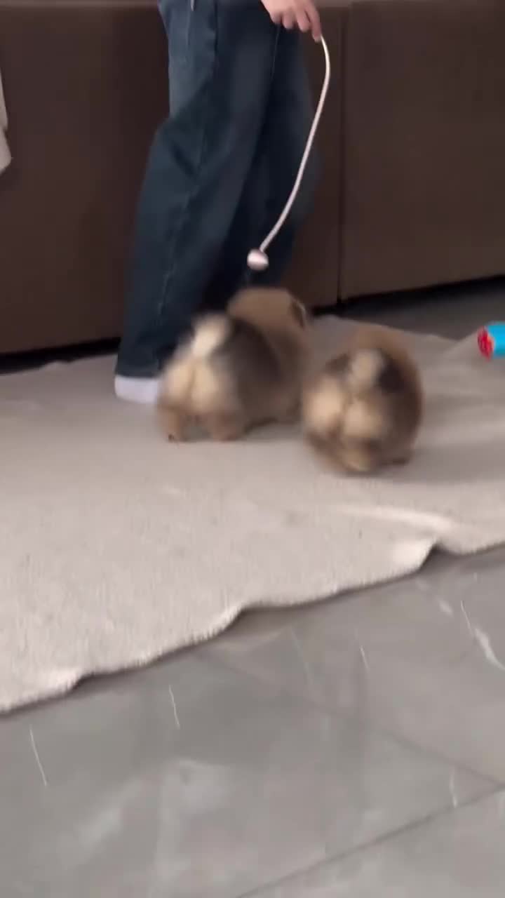 Pomerania perros en venta: ‼️POMERANIAS AMERICANOS TAMAÑO TOY - Video 1