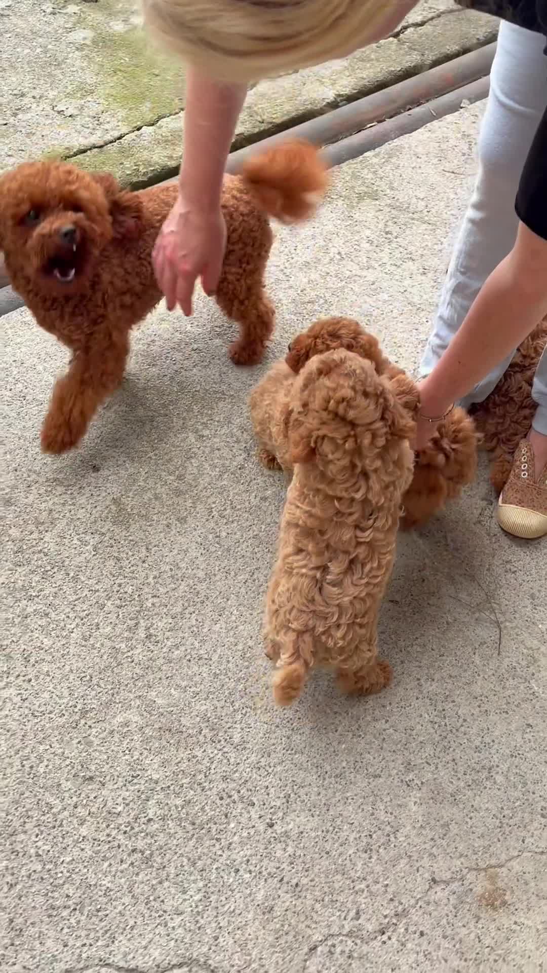 Caniche Toy perros en venta: Caniche rojo - Video 1