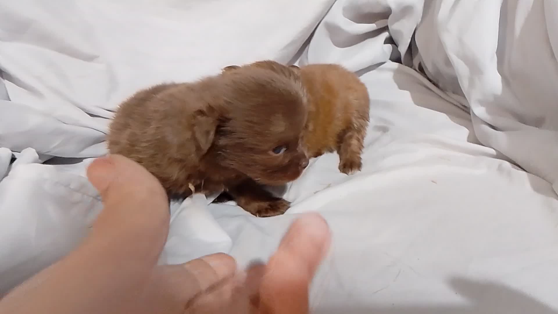Pomchi perros en venta: Camada de pomchi  - Video 1