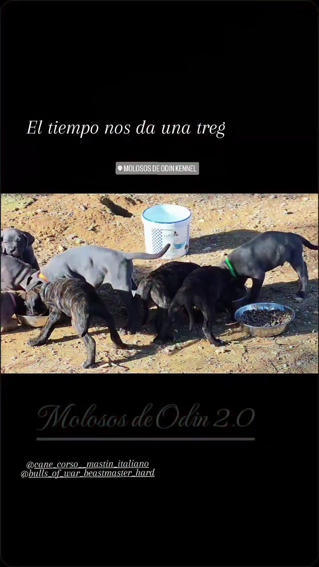 Cane Corso perros en venta: Molosos de Odin Cane Corso kennel - Video 1