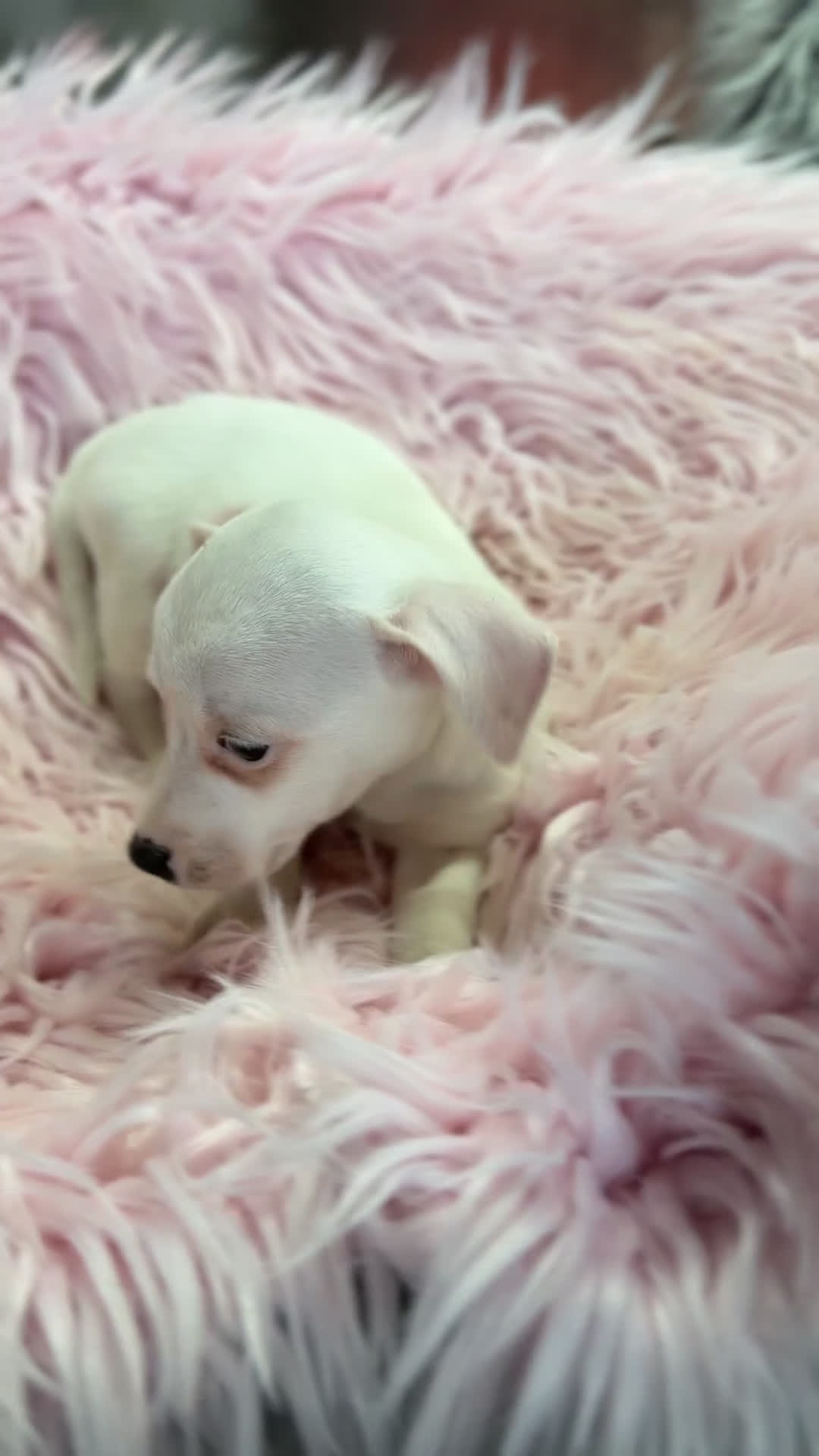 Jack Russell Terrier perros en venta: Jack Russell hembra  - Video 1