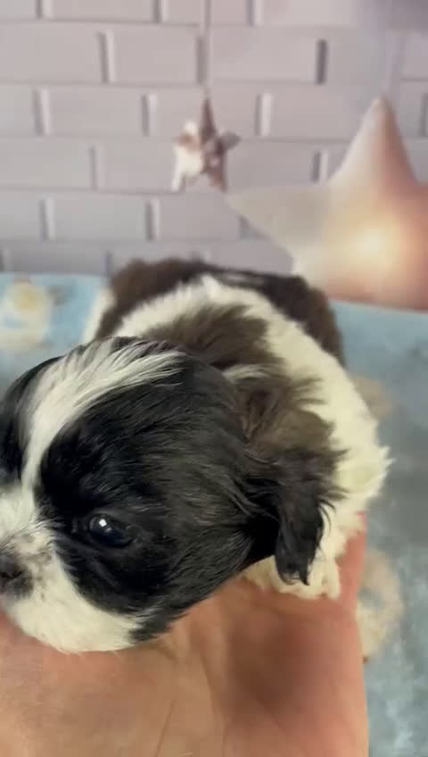 Shih Tzu perros en venta: Shih Tzu muy bonitos!!! - Video 3