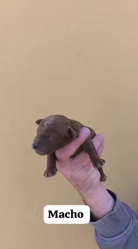 Caniche Toy perros en venta: Machos y hembras de caniche toy  - Video 4