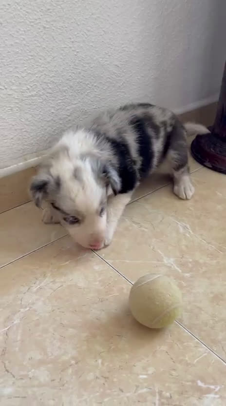 Border Collie perros en venta: BORDER COLLIE - Video 1