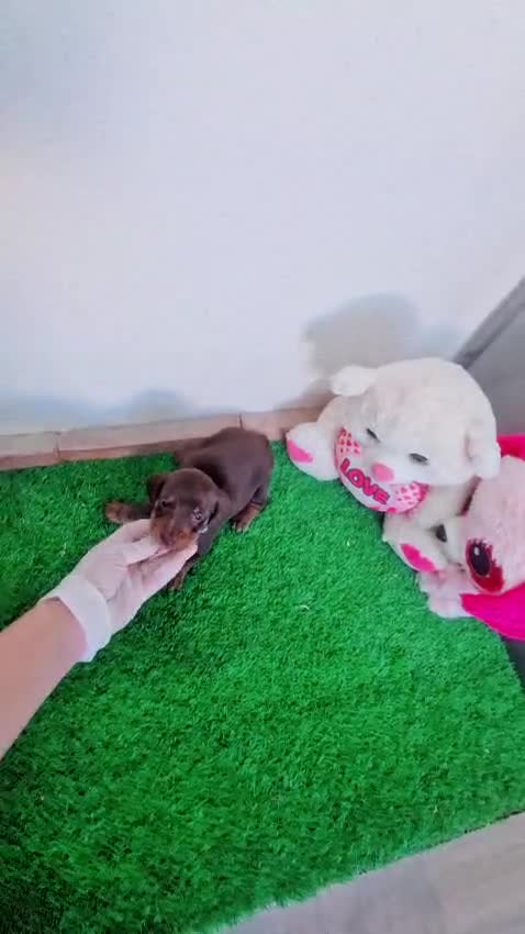 Teckel Miniatura perros en venta: Preciosos teckels mini kanichen, varios colores!! - Video 3