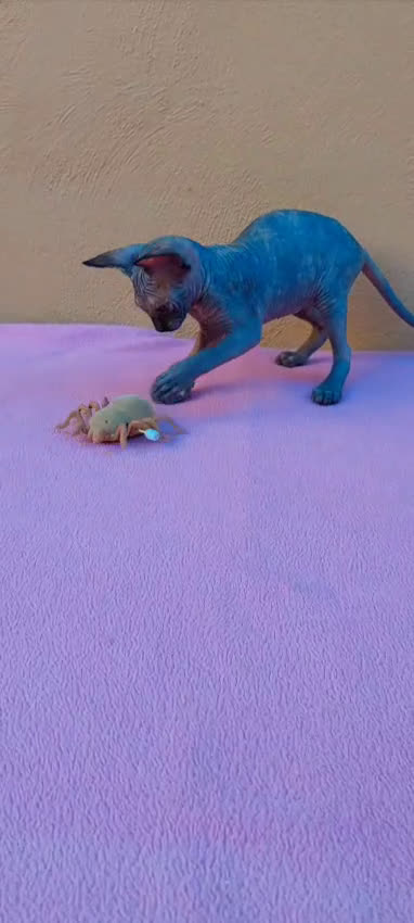 Sphynx gatos en venta: Preciosa hembrita tortuga  - Video 1