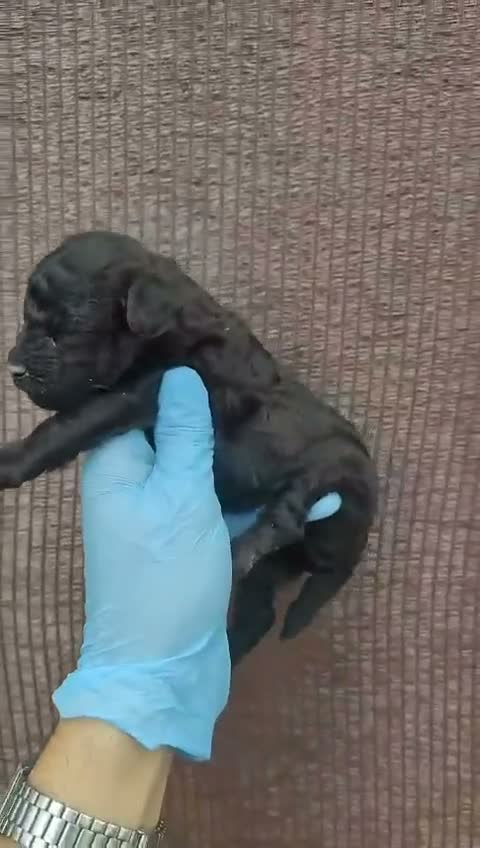 Caniche Toy perros en venta: Caniches - Video 4