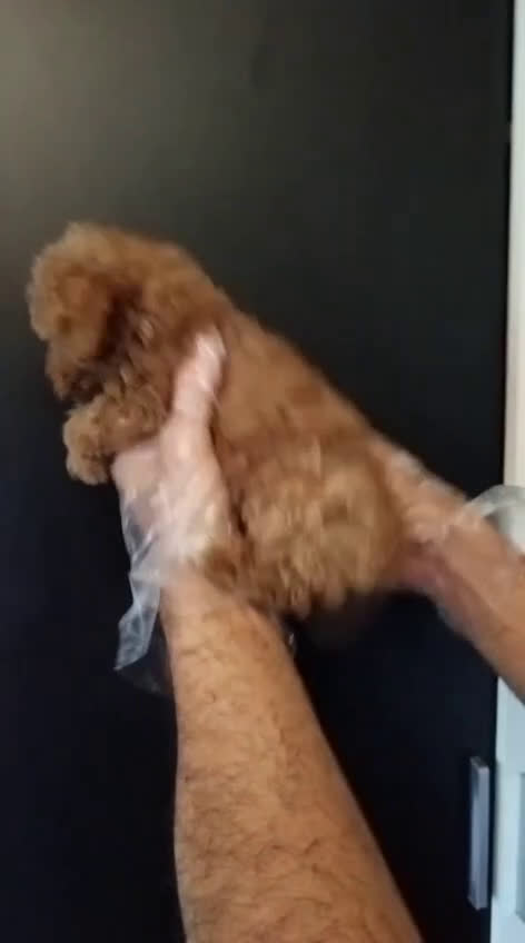 Caniche Enano perros en venta: Caniche rojo enano - Video 1