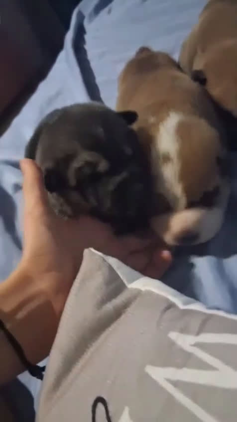 Raza Mixta perros en venta: Cachorros de sharpei con husky Siberiano  - Video 1