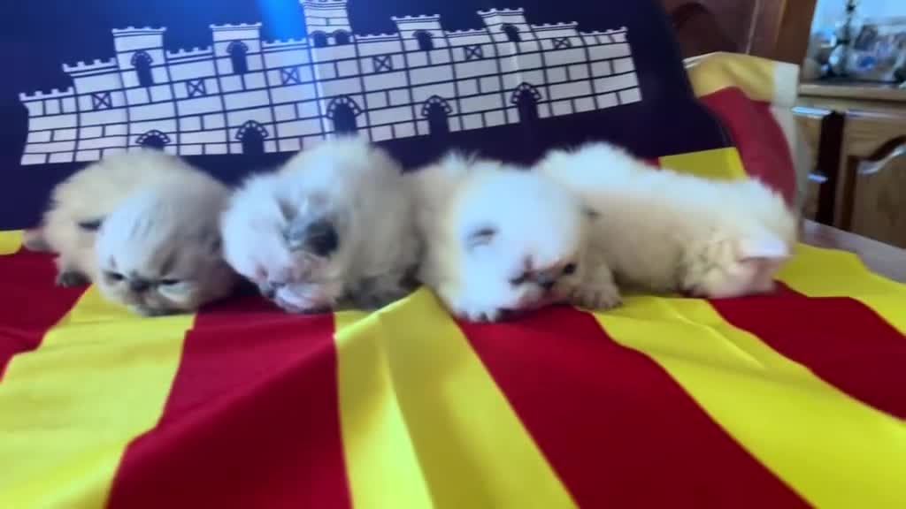 Persa gatos en venta: Persas himalayos - Video 2