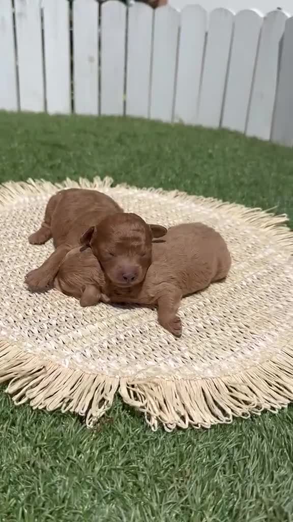Caniche Toy perros en venta: CANICHE TOY - Video 1