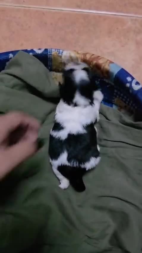 Shih Tzu perros en venta: Shih tzu mini - Video 2