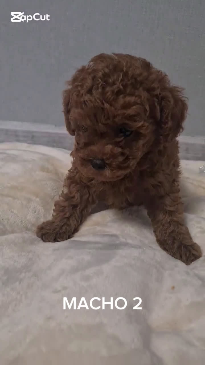 Caniche Toy perros en venta: Asiatico 100% machito TOY TOY - Video 1