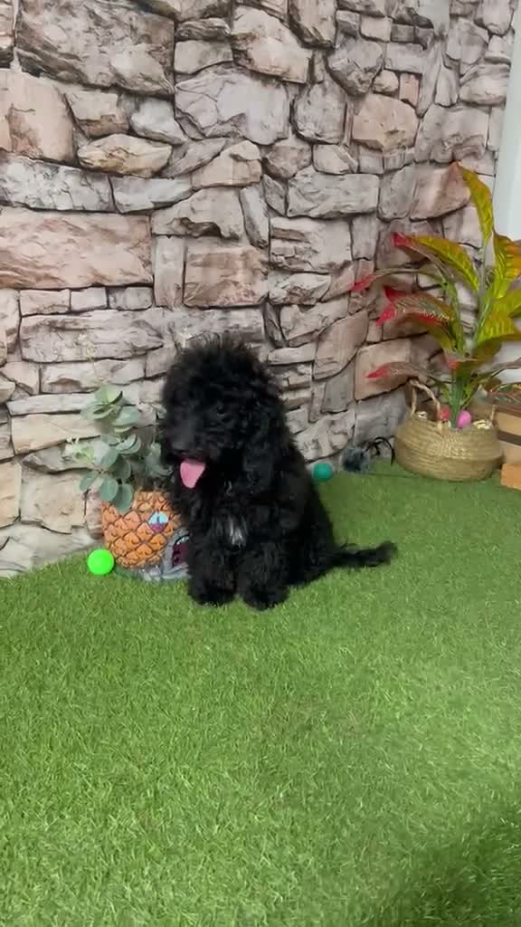 Caniche Enano perros en venta: CANICHE ENANO PRECIOSO - Video 1