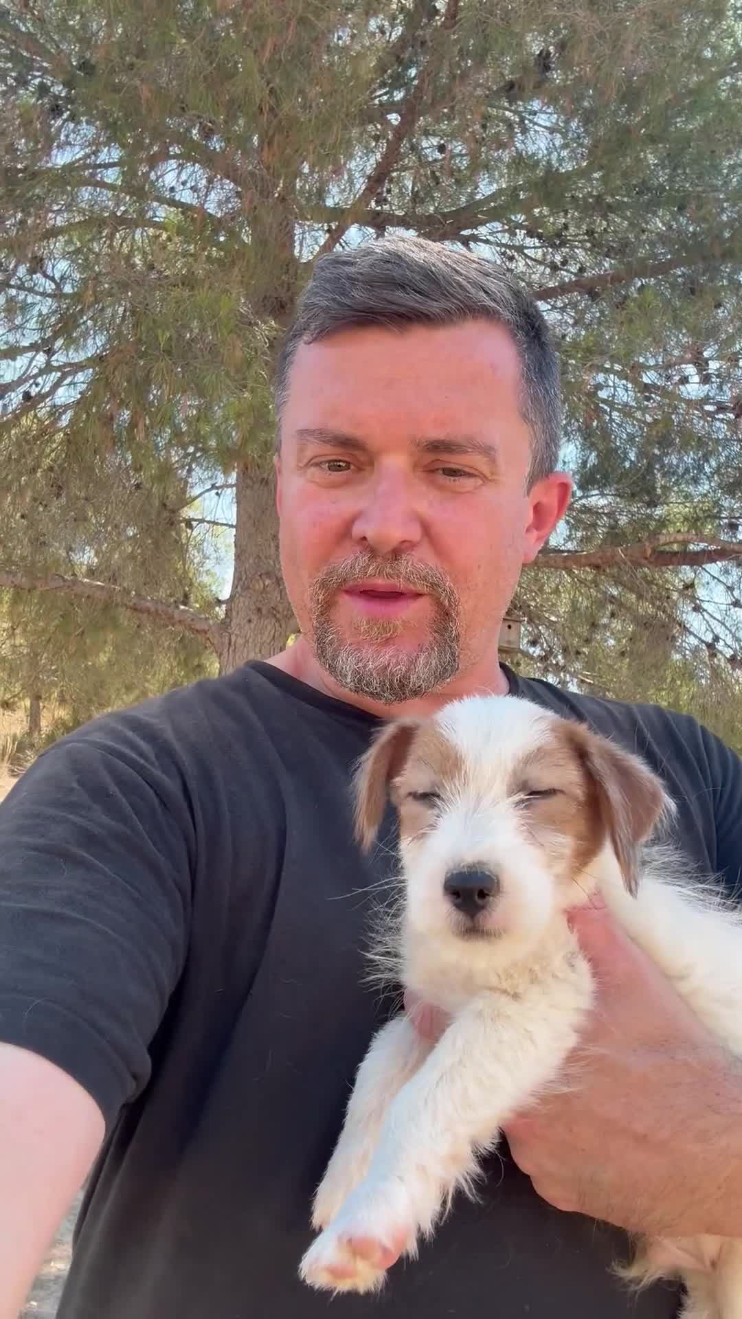 Jack Russell Terrier perros en venta: Extraordinarios Jack Russell Terrier de pelo duro - Video 1