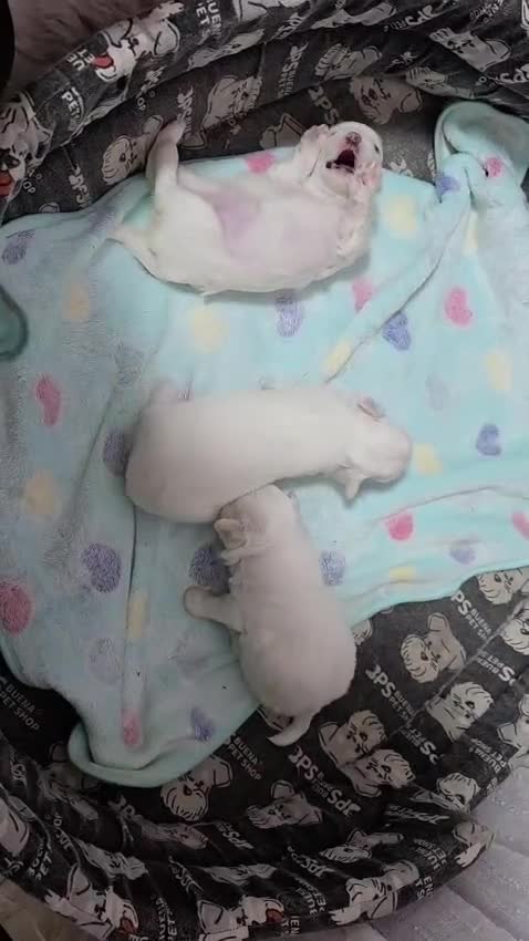 Bichón Maltés perros en venta: Bichón Maltés Toy Hembras Línea Americana  - Video 1