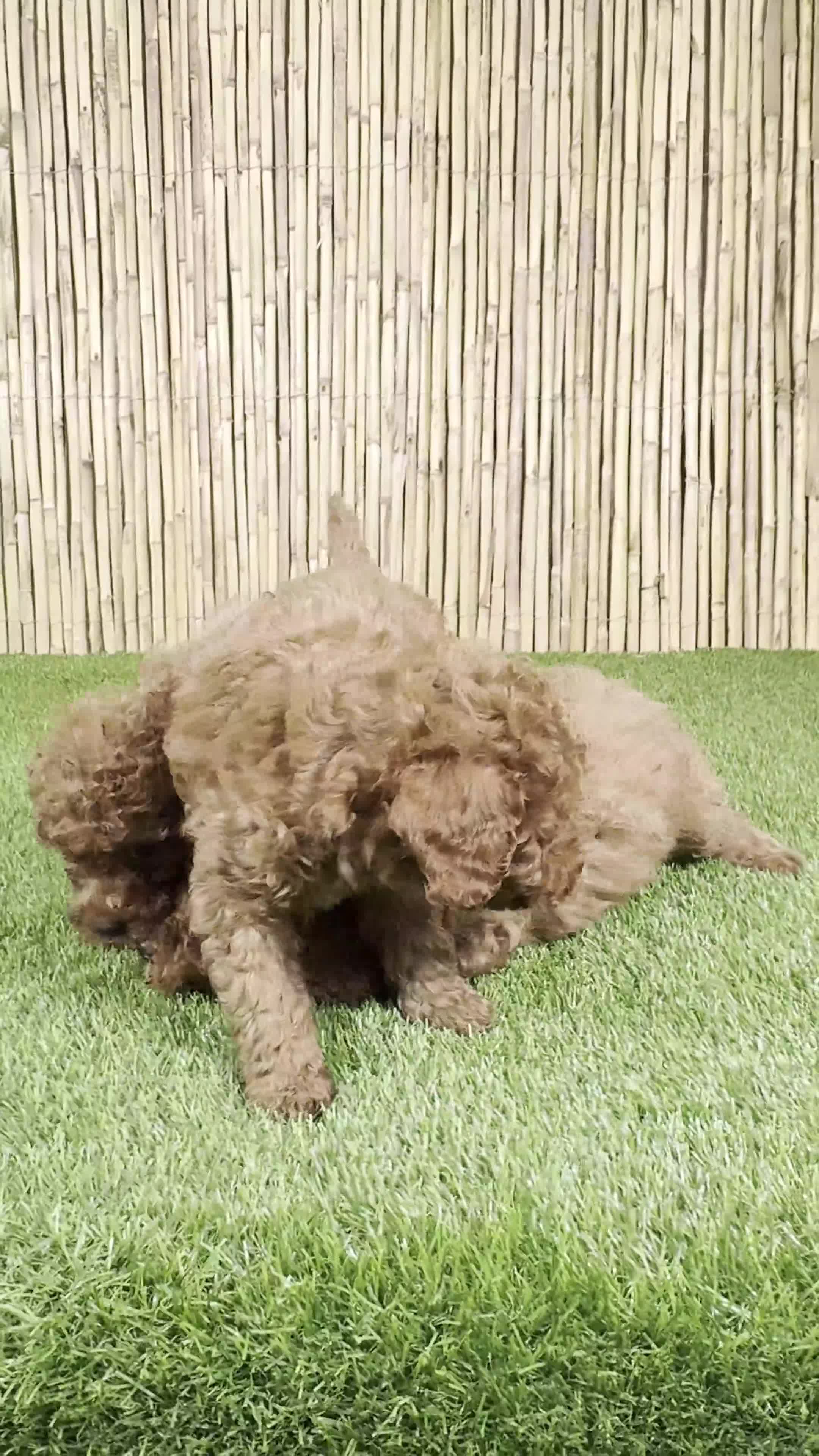 Caniche Toy perros en venta: CANICHE TOY - Video 1