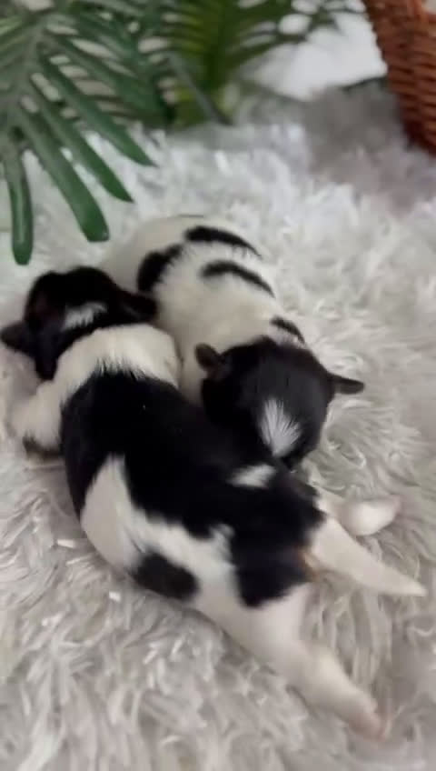 Yorkshire Terrier perros en venta: YORKSHIRE BIEWER - Video 1